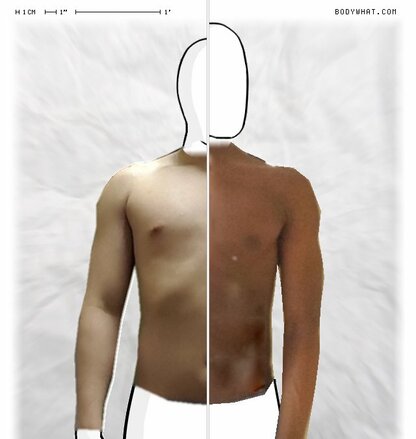 Torso Comparison