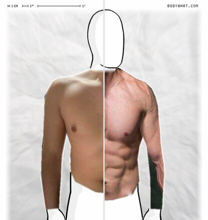 Torso Comparison