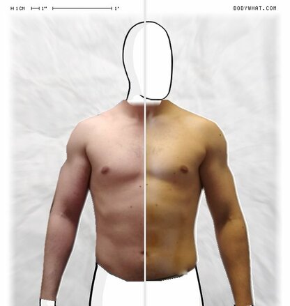 Torso Comparison