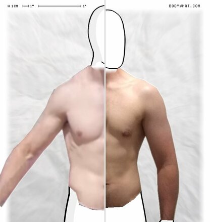 Torso Comparison