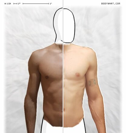 Torso Comparison