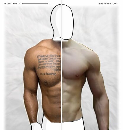 Torso Comparison