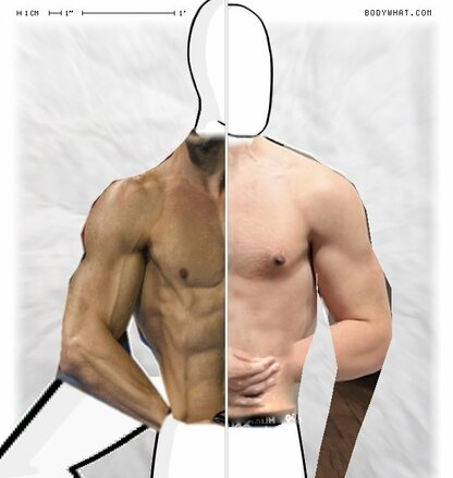 Torso Comparison