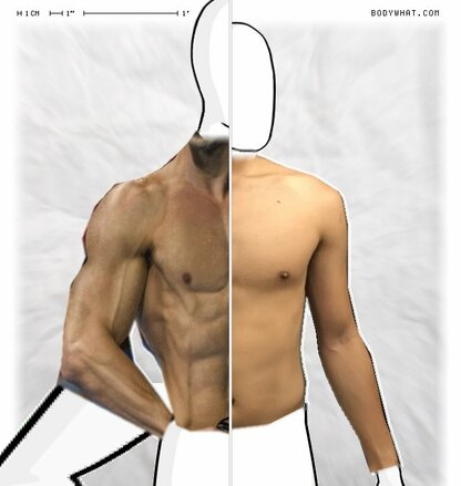 Torso Comparison