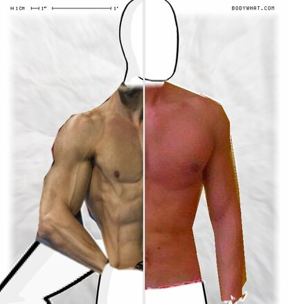 Torso Comparison