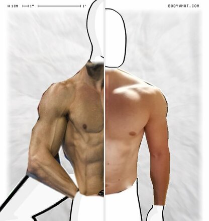 Torso Comparison