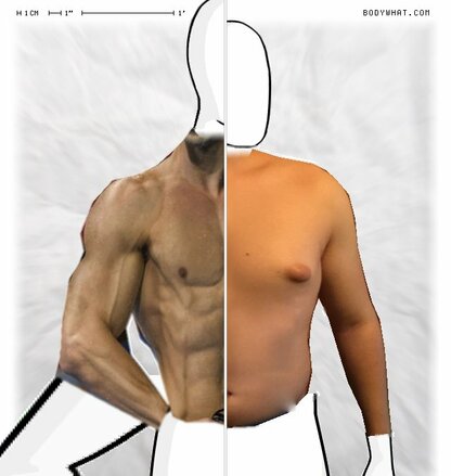 Torso Comparison