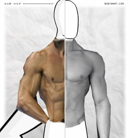 Torso Comparison