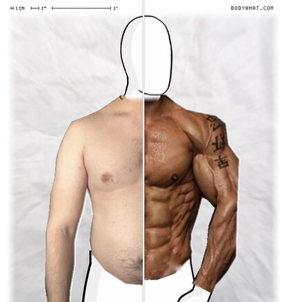 Torso Comparison
