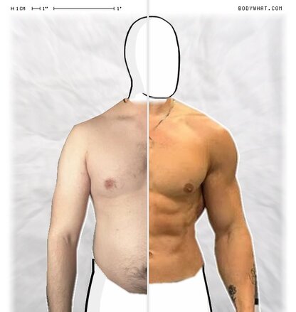 Torso Comparison