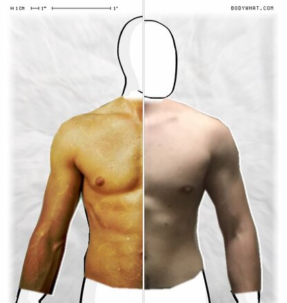 Torso Comparison