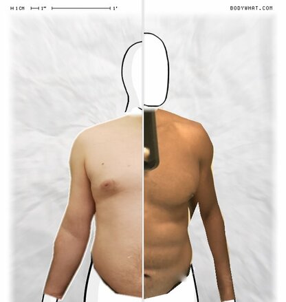 Torso Comparison