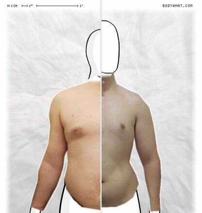 Torso Comparison