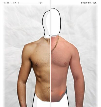 Torso Comparison