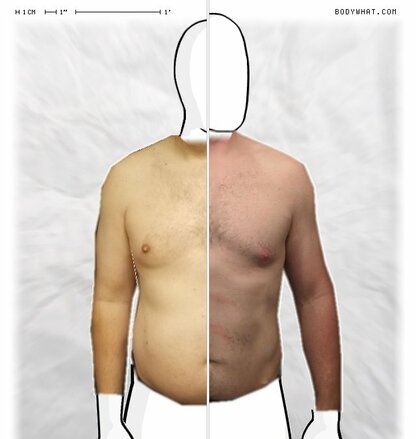 Torso Comparison