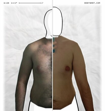 Torso Comparison