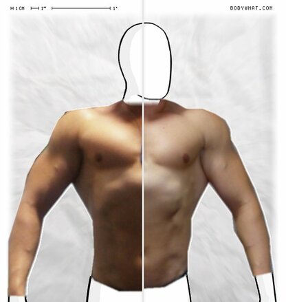 Torso Comparison