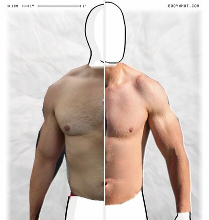 Torso Comparison