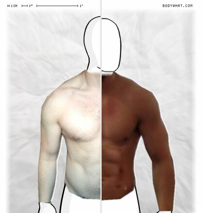 Torso Comparison