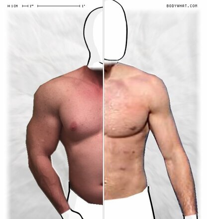 Torso Comparison