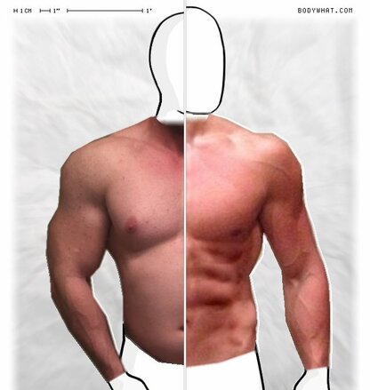 Torso Comparison