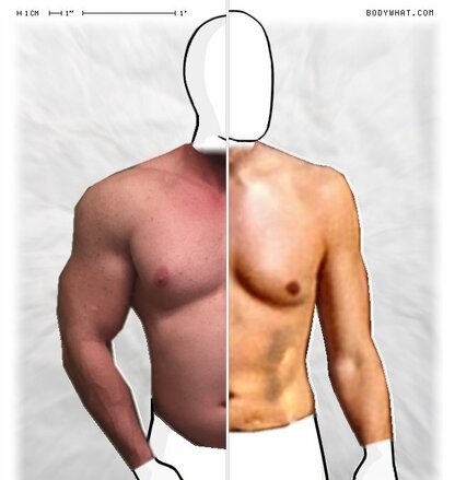 Torso Comparison