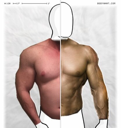 Torso Comparison