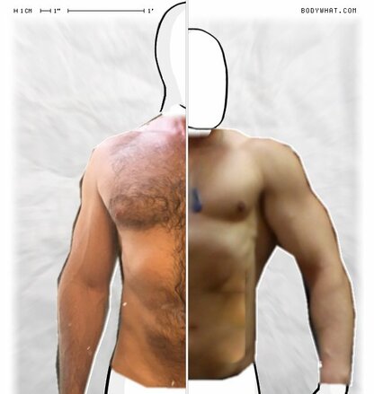 Torso Comparison