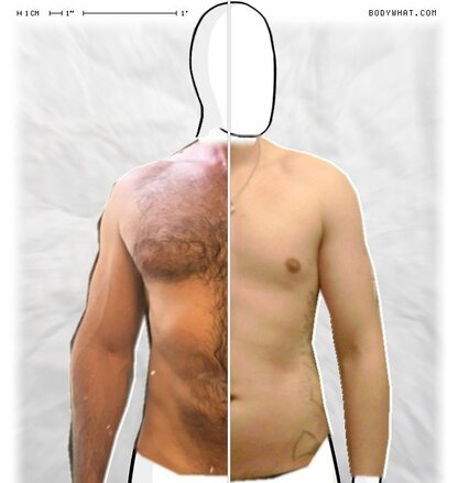 Torso Comparison