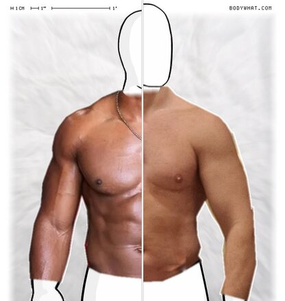 Torso Comparison