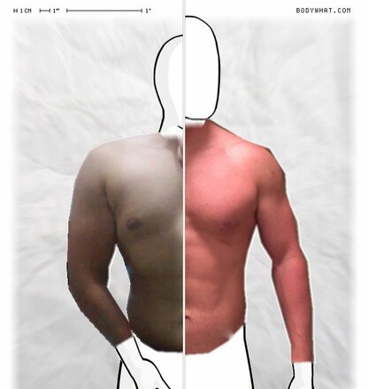 Torso Comparison