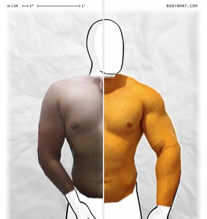 Torso Comparison