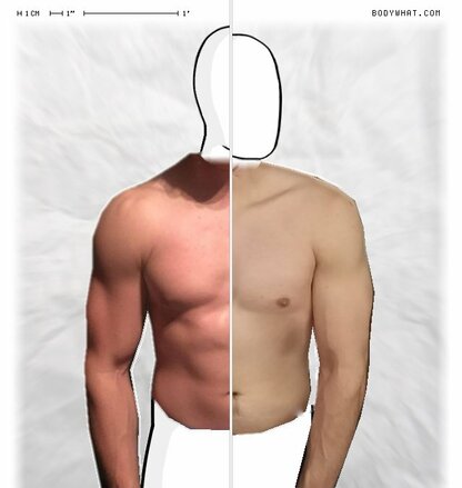 Torso Comparison