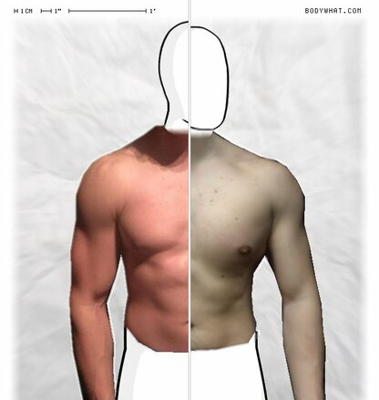 Torso Comparison