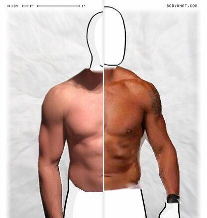 Torso Comparison