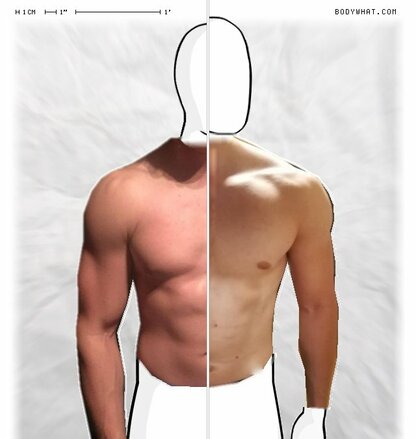 Torso Comparison