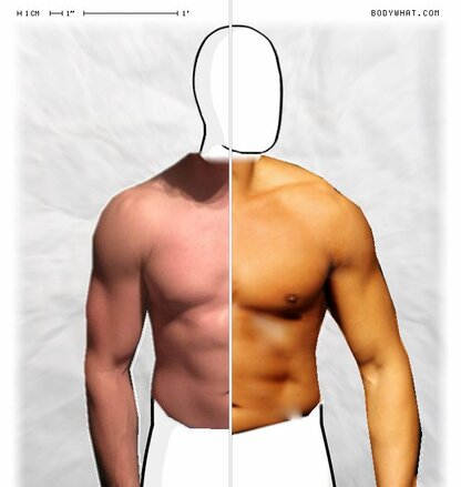 Torso Comparison