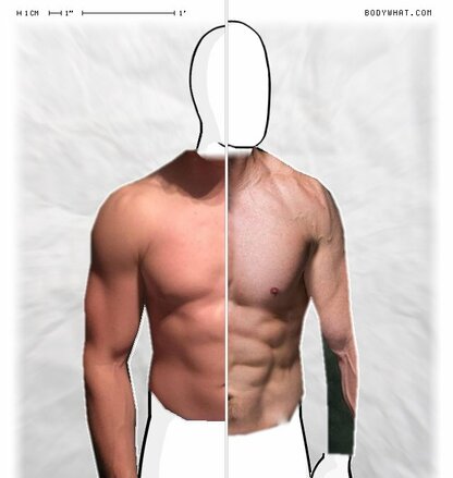 Torso Comparison