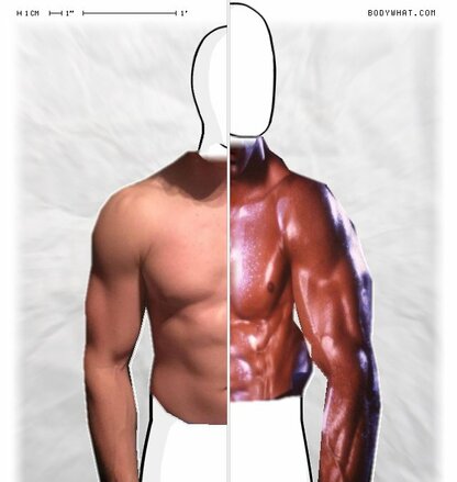 Torso Comparison