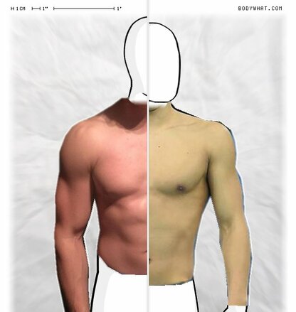 Torso Comparison