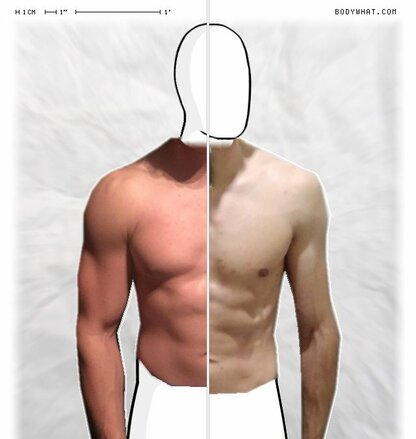 Torso Comparison