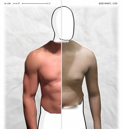 Torso Comparison