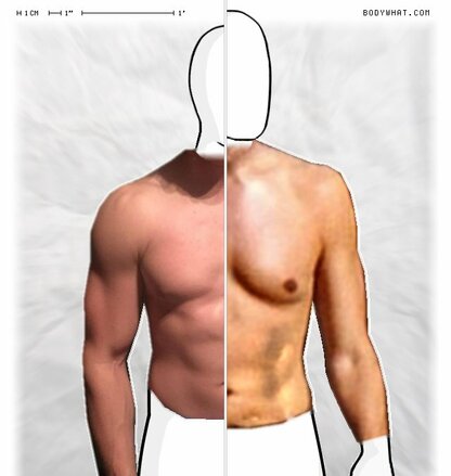 Torso Comparison