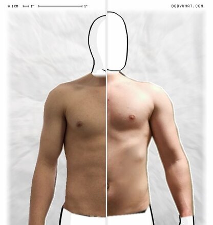 Torso Comparison