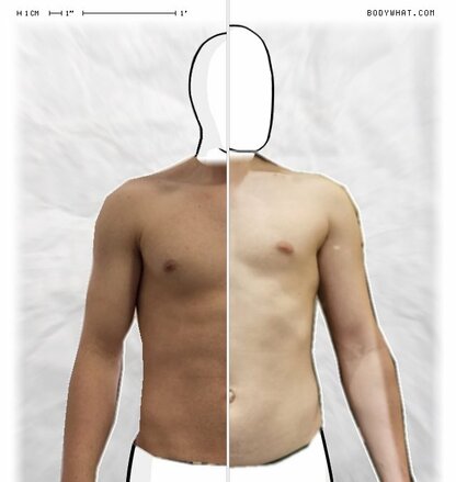 Torso Comparison