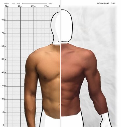 Torso Comparison