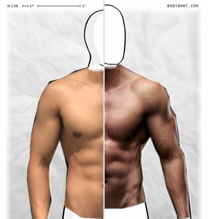 Torso Comparison