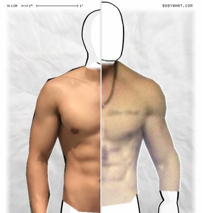 Torso Comparison