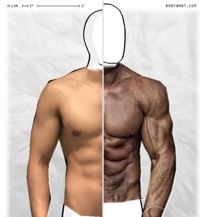 Torso Comparison