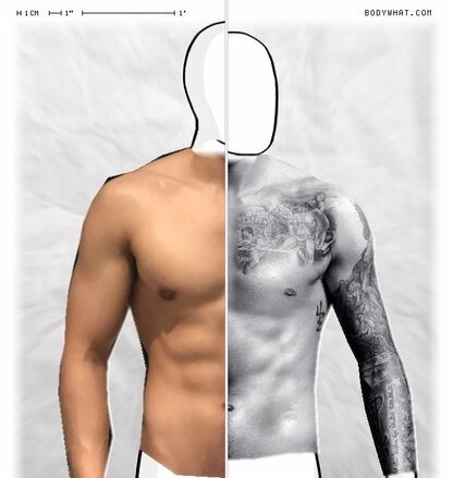 Torso Comparison